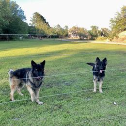 German Shepherd and Miniature American Shepherd Puppies from Bouchard’s Best Shepherds