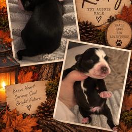 Rocky - Black & white male Toy Australian Shepherd puppy in Fairview, Tennessee from Hoffman Forest Acres LLC