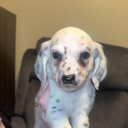 Blizzard - Dalmatian puppy from Clark’s Dalmatians