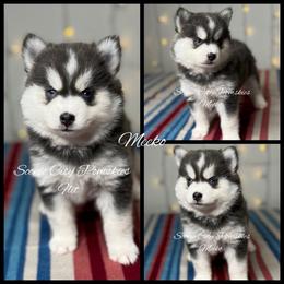 Meeko - Blue female Pomsky puppy in Rossville, Georgia from Scenic City Pomskies