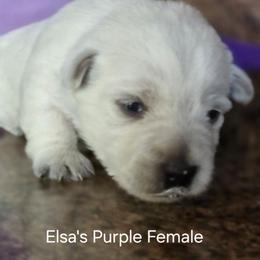 4th Pick Female - White female West Highland White Terrier puppy in Mayo, Florida from Carrot Tails LLC