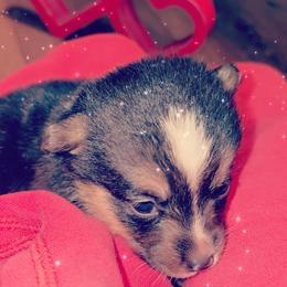 American Corgi Puppies from Highland corgis
