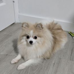 Lilo - Pomeranian