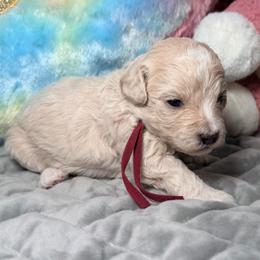 Burgundy - Champagne female Maltipoo puppy in Clarksville, Tennessee from Bee Mine Maltipoos and Pomeranians