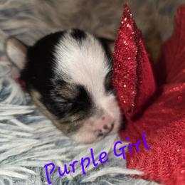 Purple Girl - Parti female Yorkshire Terrier puppy in Goose Creek, South Carolina from Tiny Paws Dachshund Yorkies & Dorkies