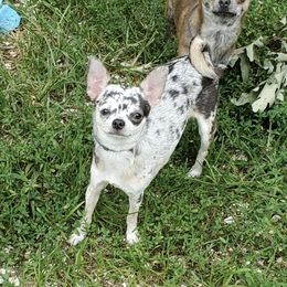 Queenie - Chihuahua