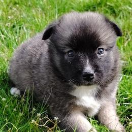 Bosh - male Nenets Herding Laika puppy in Rockville, Maryland from Skais the Limit