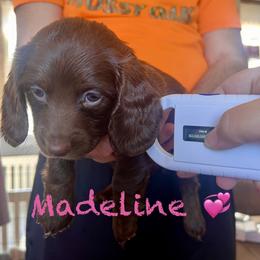 Dachshund Puppies from Edgewood Acres Miniature Longhair Dachshunds
