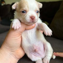 Puppy 1 - Cream and white male Chihuahua puppy in Springfield, Missouri from Casadelopez Tails