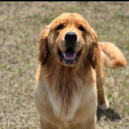 Solo - Dark golden female Golden Retriever puppy in Saint Pauls, North Carolina from Copperfield’s Goldens