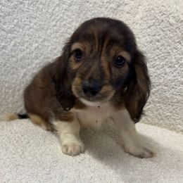 Boy 3 - Brindle male Dachshund puppy in Spokane, Washington from Dearhaven Doxie