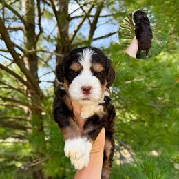 Miley - Brown female Bernedoodle puppy in Wamego, Kansas from Doodles of Oz