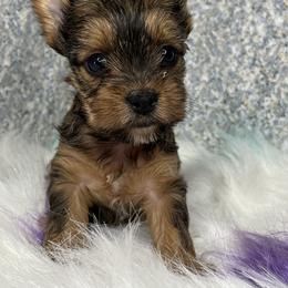 Yorkshire Terrier Puppies from Lovely Yorkies Colorado