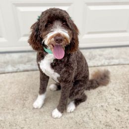 Ellie - Bernedoodle
