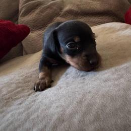 Itsy-bitsy - Black and tan female Dachshund puppy in Clermont, Florida from Dachshund Dad®