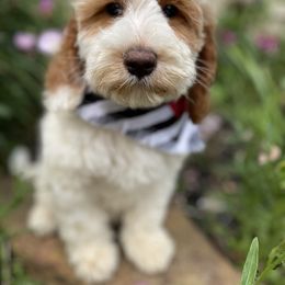 Australian Labradoodle Puppies from Wild Daisy Labradoodles