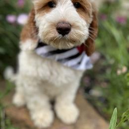 Australian Labradoodle Puppies from Wild Daisy Labradoodles