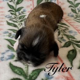 Tyler - Gold and white male Shih Tzu puppy in Hemet, California from Aloha Shih Tzu
