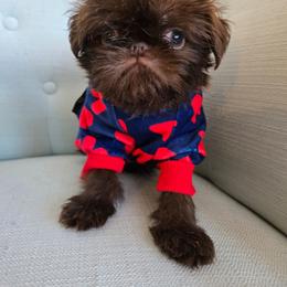 Sallies boy - Brown male Brussels Griffon puppy in Welch, Minnesota from Baringer Brussels