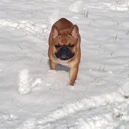 Hindrixx - French Bulldog