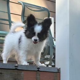 Papillon Puppies from Sapphire Papillons