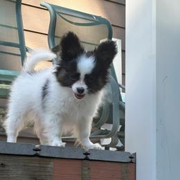 Papillon Puppies from Sapphire Papillons