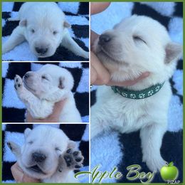 Apple Boy - White male German Shepherd puppy in Oroville, California from CS Vista Farms