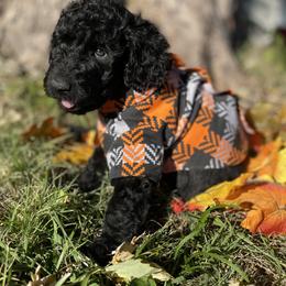 Labradoodles from PawfectBud
