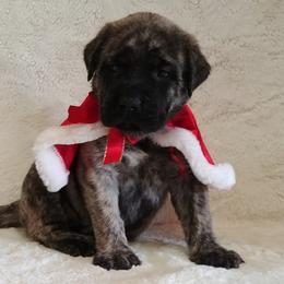 Mastiff and Neapolitan Mastiff Puppies from Sims English Mastiffs