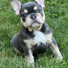 Mystique - Blue female French Bulldog puppy in Indianapolis, Indiana from McDaniel Farm and Fowl