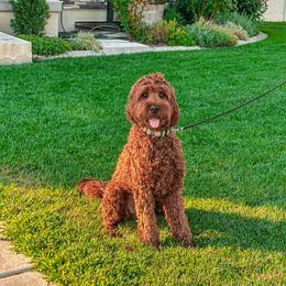 Oliver - Red  male Goldendoodle puppy in Pleasant View, Utah from Anchor Dogs