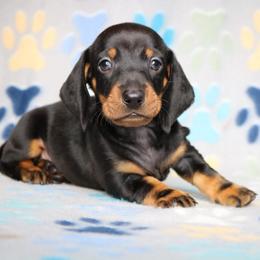 Chip - No Mark Black and Tan Male - Black and tan male Dachshund puppy in Red Bud, Illinois from Midwest Miniature Dachshunds