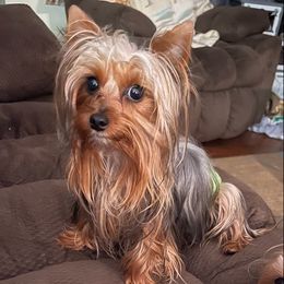 Yorkshire Terriers from BFR Yorkies