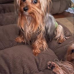 Yorkshire Terriers from BFR Yorkies