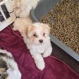 Girl 4 - Cream female Havanese puppy in Melba, Idaho from Lawson Havanese