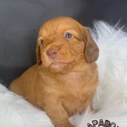 Joan Jett - Red female Dachshund puppy in Town Creek, Alabama from PapaDox Miniature Dachshunds