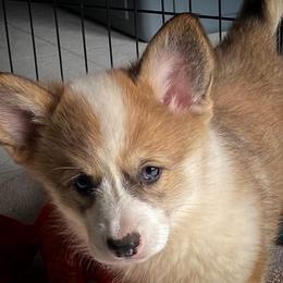 Pembroke Welsh Corgi Puppies from Corgis Hawaii Pleasantstone Aloha Corgis