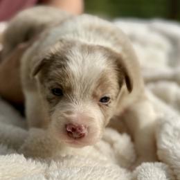 Barney - Red merle male Border Collie puppy in East Ellijay, Georgia from Nine Peaks Border Collies