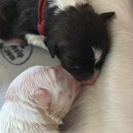 Tzatziki - Brindle female Border Collie puppy in Franklin, Maine from Broad Meadow Borders