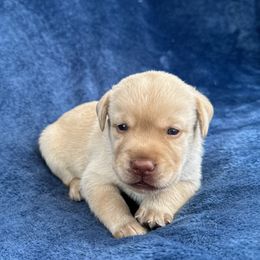 7th born - Yellow male Labrador Retriever puppy in Antwerp, Ohio from Clark’s Loyal Labradors