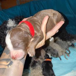 Red boy - Tri-color male Bernedoodle puppy in High Point, North Carolina from Full Hands Farm