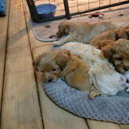 Maltipoo Puppies from Snow Pond Farm