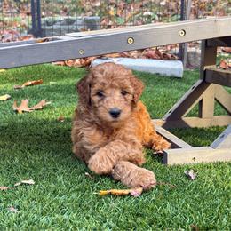 Red - Red  male Poodle puppy in Keedysville, Maryland from Sunshine Red Standard Poodles