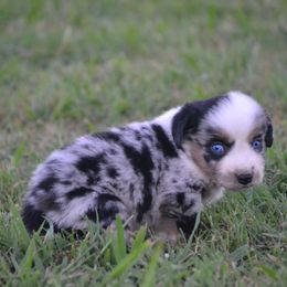 Denim - Blue Merle Male - Blue merle male Miniature Australian Shepherd puppy in Gravette, Arkansas from DiamondR Mini Aussies @ DiamondR Farm & Kennel