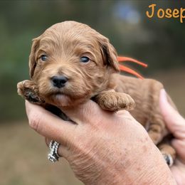 Joseph - Red  male Goldendoodle puppy in Newnan, Georgia from Wagging Tailz Pups