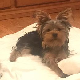Yorkshire Terriers from Brooklyn Yorkshire Terriers