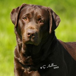 Labrador Retrievers from Loveladies Labradors