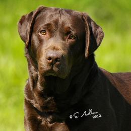 Labrador Retrievers from Loveladies Labradors