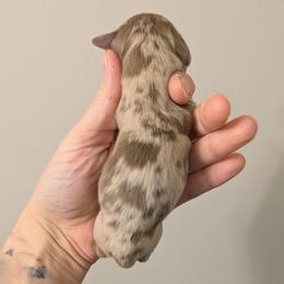 Vienna - Dapple female Dachshund puppy in Fultonville, New York from Sandy Aussies & Pomeranians