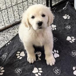 Girl Pick 1 - Light golden female Golden Retriever puppy in Waterloo, Indiana from All 4 Paws of Pheasant Run